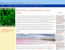 Tablet Screenshot of haloarchaea.com